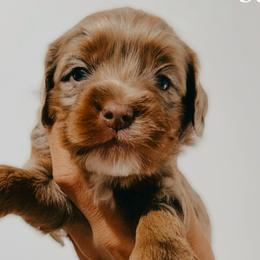 Australian Labradoodles and Bernedoodles from Honeybee Lane Doodles