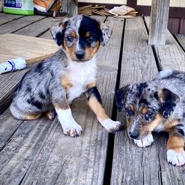 Australian Cattle Dog, Australian Shepherd, Companion Cross, and Miniature Australian Shepherd Puppies from MK Aussies
