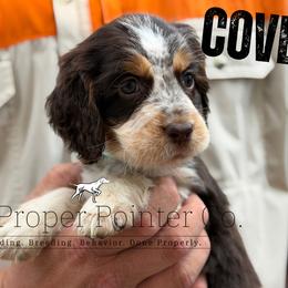 Cove - Tri-Roan female English Springer Spaniel puppy in Six Mile, South Carolina from The Proper Pointer Co.