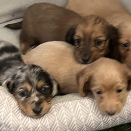 Dachshunds from RVA Dachshunds