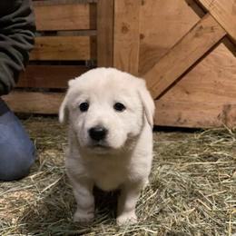 Australian Shepherd and Maremma Sheepdog Puppies from Wild R Australian Shepherds