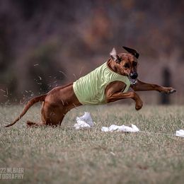 Rhodesian Ridgeback and Xoloitzcuintli All Grown Up from Venus Rhodesian Ridgebacks