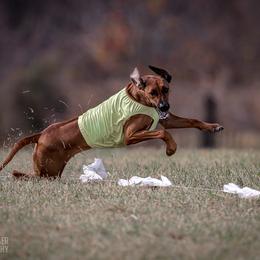 Rhodesian Ridgeback and Xoloitzcuintli All Grown Up from Venus Rhodesian Ridgebacks