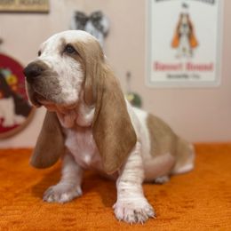 Sonny - Red and white male Basset Hound puppy in Pilot Mtn, North Carolina from Lowdown Love Basset Hounds