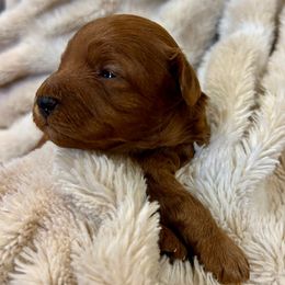 Chestnut - Brown male Cavapoo puppy in Milton, Pennsylvania from Nita's Poodle Pooche's