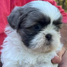 Porkchop - Blue and white male Shih Tzu puppy in Bloomfield, Indiana from Meihem Pups