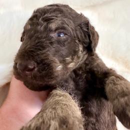 Biscuit - Phantom male Goldendoodle puppy in Osage City, Kansas from Golden Ridge Goldens