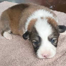 Miss Maple - Sable female Pembroke Welsh Corgi puppy in Checotah, Oklahoma from Skoal Creek Corgi's