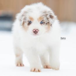 Beam - Red merle male Australian Shepherd puppy in Woodford, Virginia from Skyborne Australian Shepherds