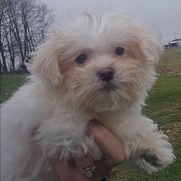 Valer - Cream male Maltipoo puppy in Lebanon, Kentucky from Mosaic Merle Doodles