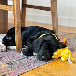 Great Dane Puppies from ROSE GREAT DANES
