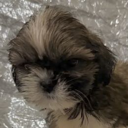 Elvis - Red and white male Shih Tzu puppy in Corpus Christi, Texas from Pam Crump Shih Tzu
