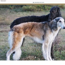 Borzoi and Cavalier King Charles Spaniel All Grown Up from Aria Borzoi