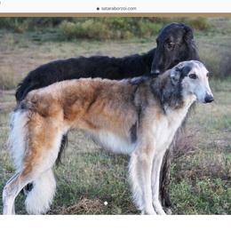 Borzoi and Cavalier King Charles Spaniel All Grown Up from Aria Borzoi