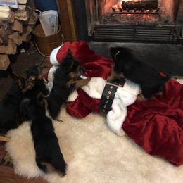 Australian Terrier Puppies from Firewalker Australian Terriers