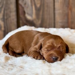 Yellow Boy - Red male Australian Labradoodle puppy in Auburn, Washington from West Valley Labradoodles