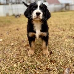 Assorted Doodle Crosses, Aussiedoodle, Australian Mountain Doodle, and Miniature Australian Shepherd Puppies from Aspen Mountain Doodles LLC