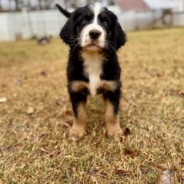 Assorted Doodle Crosses, Aussiedoodle, Australian Mountain Doodle, and Miniature Australian Shepherd Puppies from Aspen Mountain Doodles LLC