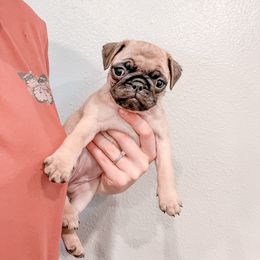 Reba (Reba McEntire) - Pug puppy in Oregon from Hailey's Pugs