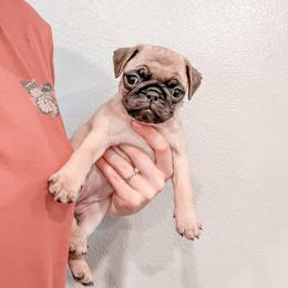 Reba (Reba McEntire) - Pug puppy in Oregon from Hailey's Pugs