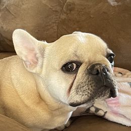 Mugsy - French Bulldog