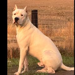 Draco - Dogo Argentino