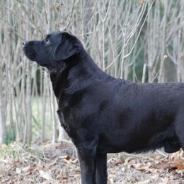 Sam - Labrador Retriever