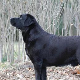 Sam - Labrador Retriever