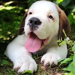 Green Collar - Brown and white male Saint Bernard puppy in New York from Johnson Farms
