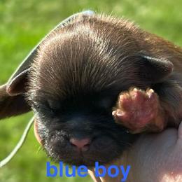 Adam - Red male Shih Tzu puppy in Bloomfield, Indiana from Meihem Pups