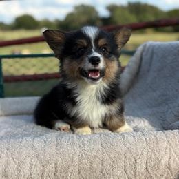 Badger-full fluffy - Black and tan male American Corgi puppy in Decatur, Texas from Bar S Corgis