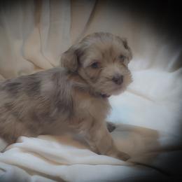 Girl 3 - Chocolate and white female Havapoo puppy in Medina, Ohio from Momma's Minis