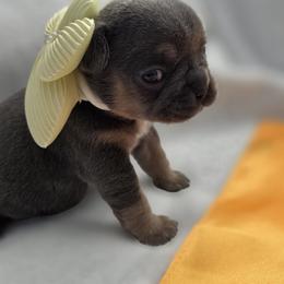 Bubbles - Blue fawn female French Bulldog puppy in Fayetteville, North Carolina from Burger's Pups