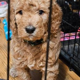 Burley - Apricot male Poodle puppy in Stephentown, New York from Creme de la Poodle, standard poodles