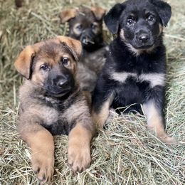 German Shepherd Puppies from Von Overen German Shepherds