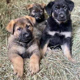 German Shepherd Puppies from Von Overen German Shepherds