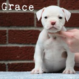 Grace - White and red female American Bulldog puppy in Vancouver, Washington from Blackwell's American & French Bulldogs
