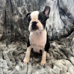 Summer - Black brindle and white female Boston Terrier puppy in Redlands, California from Off The Hook Boston Buddies