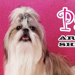 Shih Tzus from Arizona Shih Tzu