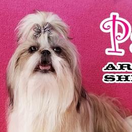 Shih Tzus from Arizona Shih Tzu