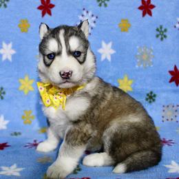 Faith(S2) - Gray and white female Siberian Husky puppy in Lunenburg, Vermont from SNOW WOOLY HUSKY