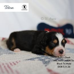 Teton -BTM2 - Black tri male Toy Australian Shepherd puppy in Nacogdoches, Texas from TK Standard, Mini, & Toy Aussies