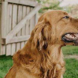 Golden Retrievers from Picklebee Acres