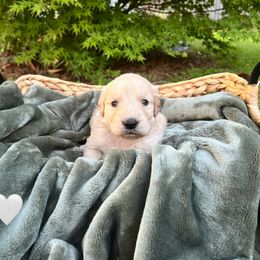 Golden Retriever Puppies from Clover Creek Goldens