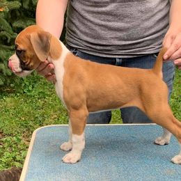 Boxer Puppies from OTR Boxers