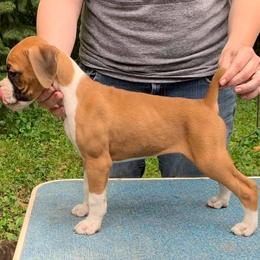 Boxer Puppies from OTR Boxers