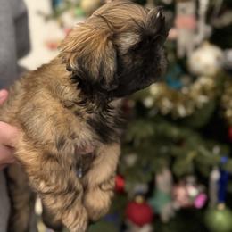 Sweet Amber - Brindle female Shih Tzu puppy in Ellicott City, Maryland from Dr. Dmitriy Kurenbin PURE SHIH TZU Puppies
