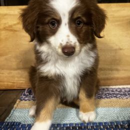 Miniature Australian Shepherd Puppies from Magnolia Aussies