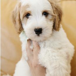 'Buckwheat' Green Collar Male Medium Bernedoodle - Yellow and white male Bernedoodle puppy in Kamas, Utah from A + E Farms