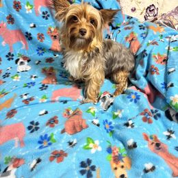Hazel - Yorkshire Terrier